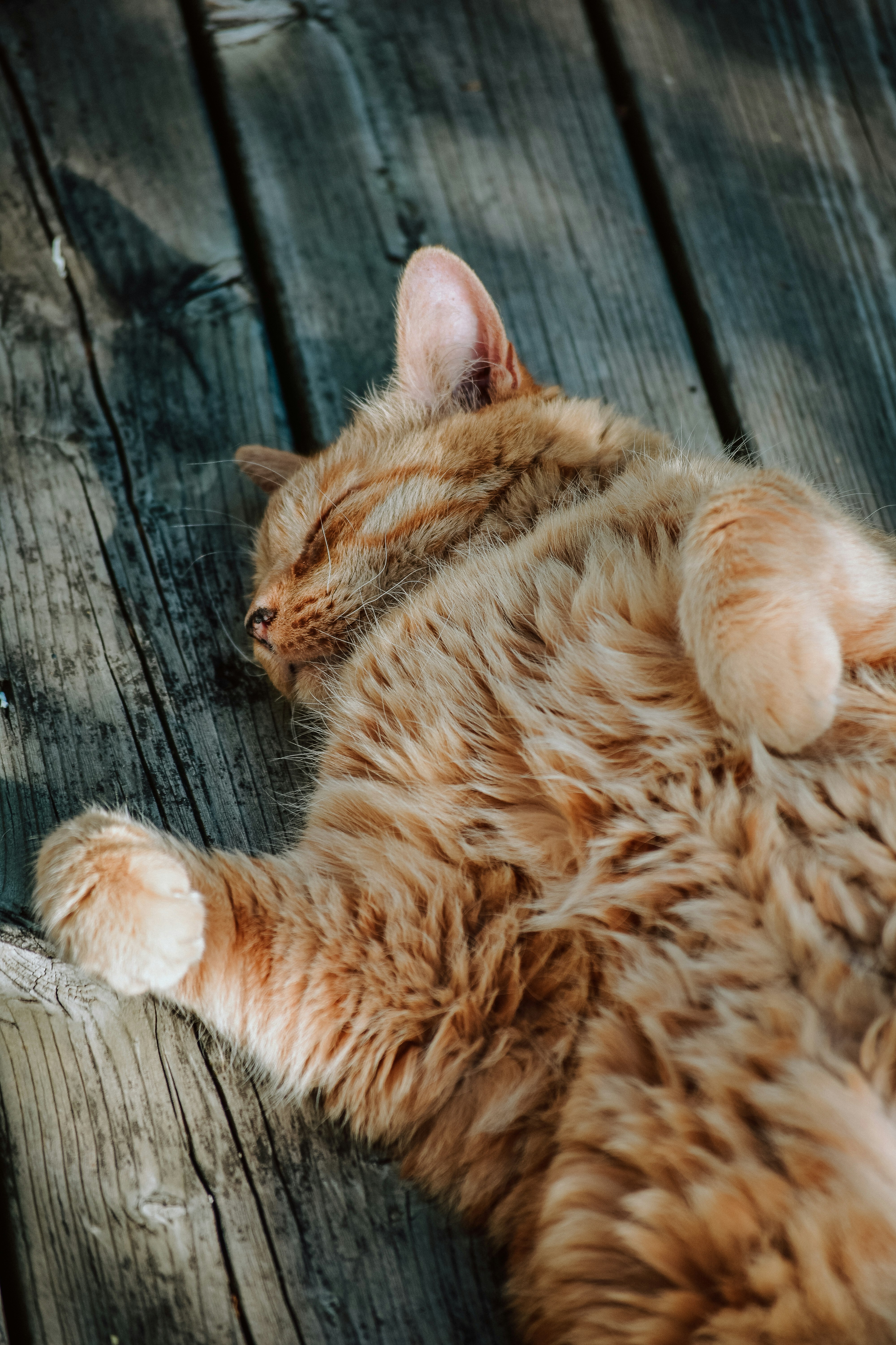 medium-coated orange cat sleeping on brown wood plank